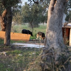 Cucce per cani in via Duchessa D'Andria