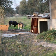 Cucce per cani in via Duchessa D'Andria