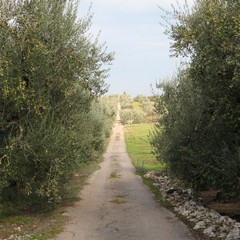 Epitaffio della Disfida di Barletta