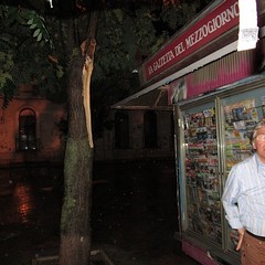 Maltempo a Trani, un albero cade su edicola
