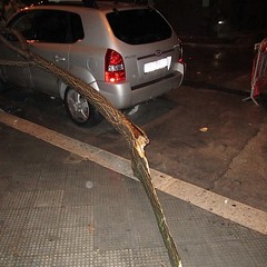 Maltempo a Trani, un albero cade su edicola