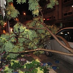 Maltempo a Trani, un albero cade su edicola