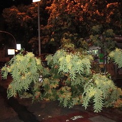 Maltempo a Trani, un albero cade su edicola