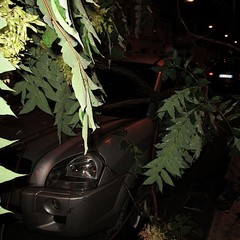 Maltempo a Trani, un albero cade su edicola