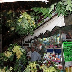 Maltempo a Trani, un albero cade su edicola
