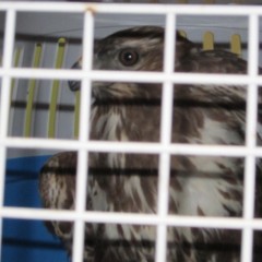 Poiana ritrovata in un fondo agricolo di Trani