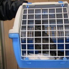 Poiana ritrovata in un fondo agricolo di Trani