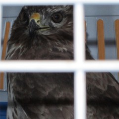 Poiana ritrovata in un fondo agricolo di Trani