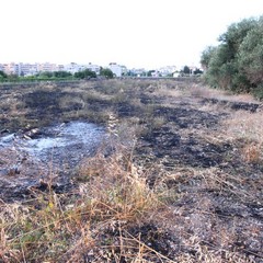 Giugno - La campagna tranese devastata dagli incendi