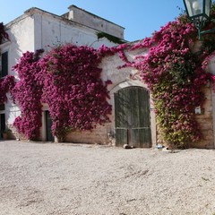 Maggio - Cantine aperte a Schinosa