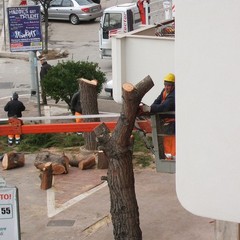 Alberi tagliati in piazza Albanese