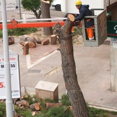 Alberi tagliati in piazza Albanese