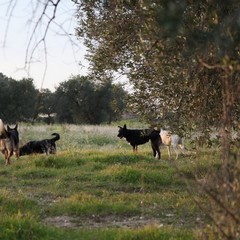 Cani randagi sulla strada provinciale 188 - via Duchessa D'Andria