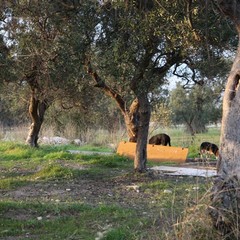 Cani randagi sulla strada provinciale 188 - via Duchessa D'Andria