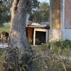Cani randagi sulla strada provinciale 188 - via Duchessa D'Andria