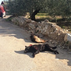 Rinvenuti due cani privi di vita in via Duchessa D'Andria