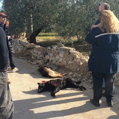 Rinvenuti due cani privi di vita in via Duchessa D'Andria