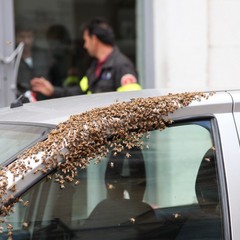 Invasione di api in via San Gervasio