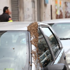 Invasione di api in via San Gervasio