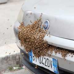 Invasione di api in via San Gervasio