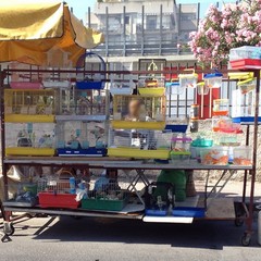 Animali venduti al mercato di Trani