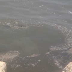 Mucillagine alla seconda spiaggia