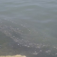 Mucillagine alla seconda spiaggia