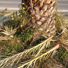 Sulle piazzole della 16bis restano abbandonate le foglie delle palme