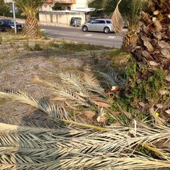 Sulle piazzole della 16bis restano abbandonate le foglie delle palme