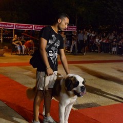 Pet passion 2012