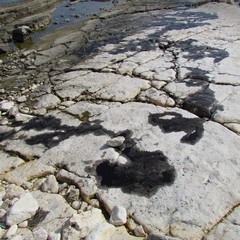 Petrolio scaricato sulla spiaggia "le conche" a Trani
