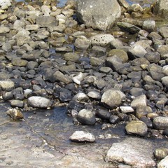 Petrolio scaricato sulla spiaggia "le conche" a Trani