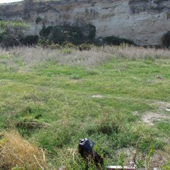 Petrolio scaricato sulla spiaggia "le conche" a Trani