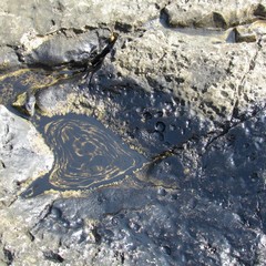 Petrolio scaricato sulla spiaggia "le conche" a Trani