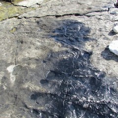 Petrolio scaricato sulla spiaggia "le conche" a Trani