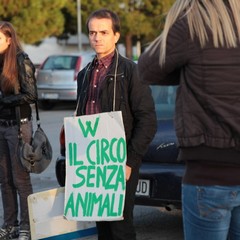 Circo a Trani, protestano gli animalisti
