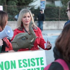 Circo a Trani, protestano gli animalisti