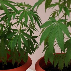Le piante di cannabis rinvenute sul balcone