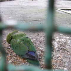 Uccelli morti nella voliera della villa di Trani