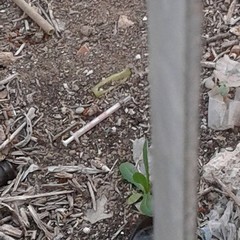 Siringhe nel giardino di Ragioneria