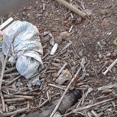 Siringhe nel giardino di Ragioneria