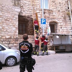 Rondine si incastra su Palazzo Caccetta