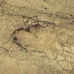 Buca stradale in via Tisci