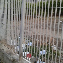 Siringhe nel giardino di Ragioneria