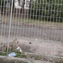 Siringhe nel giardino di Ragioneria