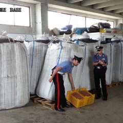 Operazione dei Carabinieri di Trani: recuperati 240 quintali di nocciole rubate Due arresti e quattro denunce, 50mila euro il valore del carico