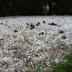 Aiuole sporche in piazza della Repubblica