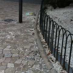 Aiuole sporche in piazza della Repubblica