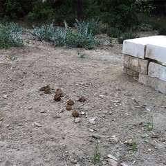 Aiuole sporche in piazza della Repubblica