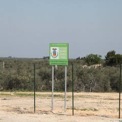Alberi di ulivo piantanti sulla ex statale 98